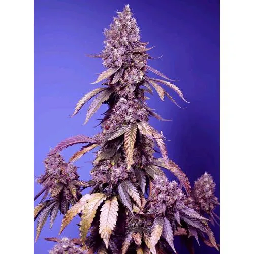 SWEET SEEDS - BLACK MUFFIN FEM - VERSIONE F1 FAST - 25 SEMI