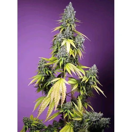 SWEET SEEDS - JET FUEL MANDARINE XL AUTO - 100 SEMI