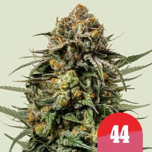 NOVITÀ - ROYAL QUEEN SEEDS X TYSON - GELATO 44 FEM - 1 SEME