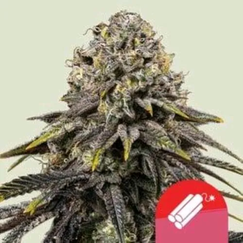 NOVITÀ - ROYAL QUEEN SEEDS X TYSON - DYNAMITE DIESEL FEM - 1 SEME