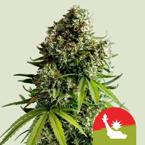 NOVITÀ - ROYAL QUEEN SEEDS X TYSON - NYC SOUR D AUTO - 10 SEMI