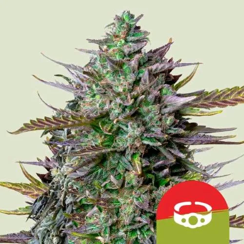 NOVITÀ - ROYAL QUEEN SEEDS X TYSON - GOAT'LATO AUTO - 5 SEMI