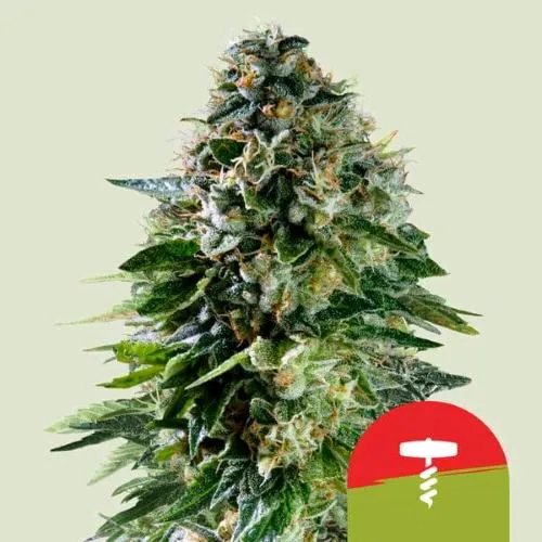 NOVITÀ - ROYAL QUEEN SEEDS X TYSON - CORKSCREW AUTO - 5 SEMI