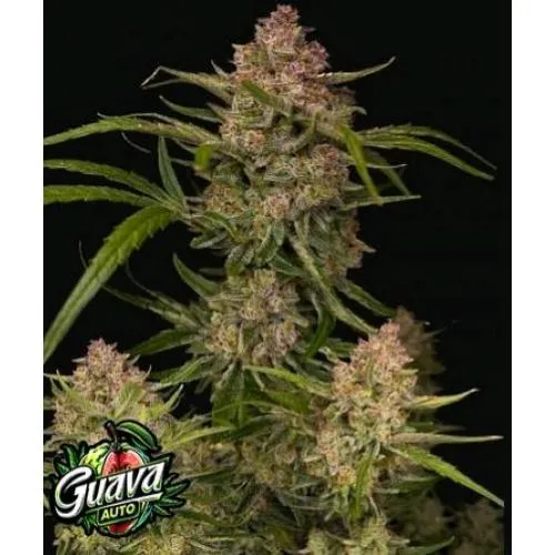 NOVITÀ - FAST BUDS - GUAVA AUTO - 5 SEMI