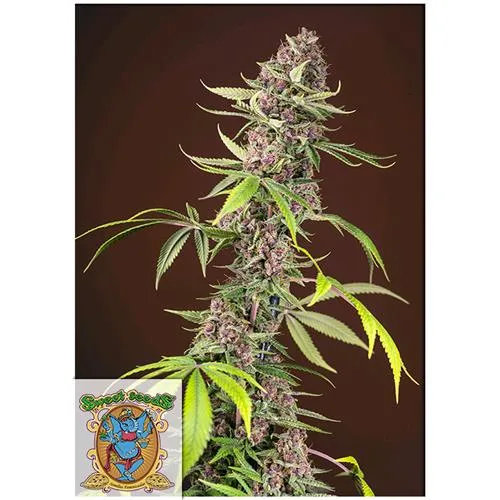 SWEET SEEDS - MANDARINO ROSSO FEM - VERSIONE F1 FAST - 5+2 SEMI