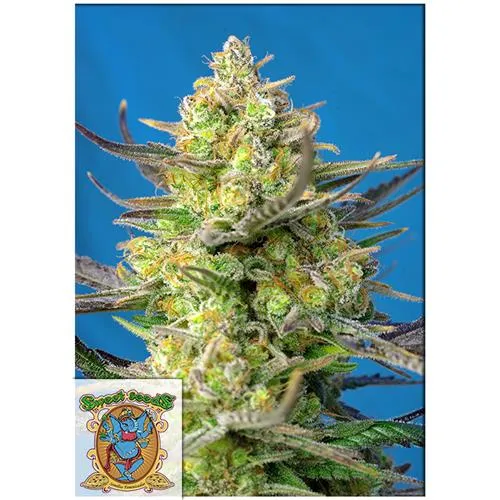 SWEET SEEDS - SWEET CHEESE XL AUTO - 5+2 SEMI