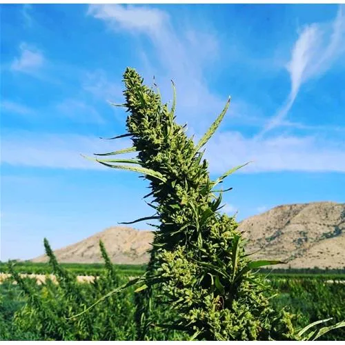 HSB - ELETTA LEMON FEMMINIZZATA CBD - THC 0.18 - 0.25 % CBD 8% - 25 SEMI
