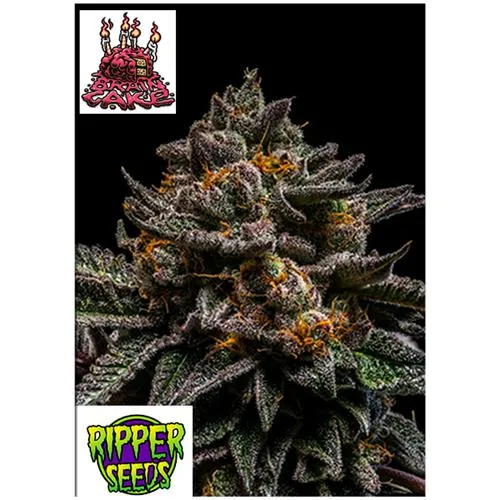 SEMI DI RIPPER - TORTA DEL CERVELLO - 3 SEMI