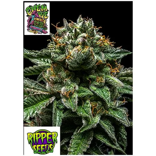 SEMI DI RIPPER - CHEMPIE - 5 SEMI