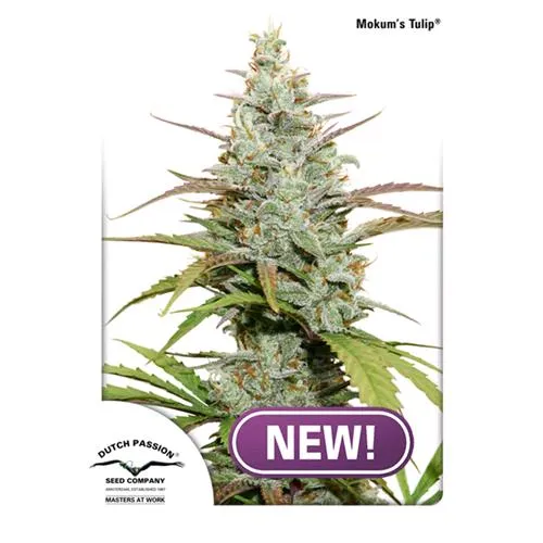 DUTCH PASSION - MOKUM'S TULIP FEM - 5 SEMI
