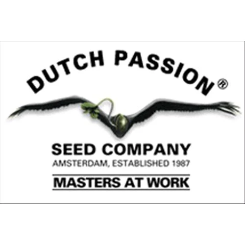 DUTCH PASSION - WHITE WIDOW REGULAR - 10 SEMI