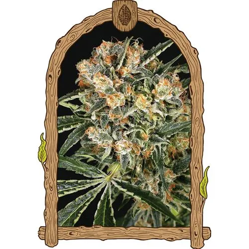 ESOTICO - HIPPIE THERAPY CBD FEM - 25 SEMI
