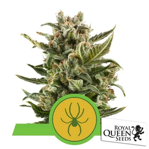 ROYAL QUEEN SEEDS - WHITE WIDOW AUTO - 200 SEMI SFUSO