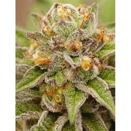 VISION SEEDS - GELATO PURO - 3 SEMI