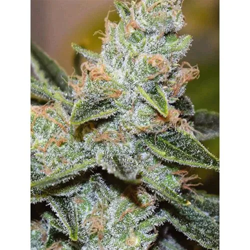 SEMI DI VISION - TORTA NUZIALE X TRIPLE OG - 3 SEMI
