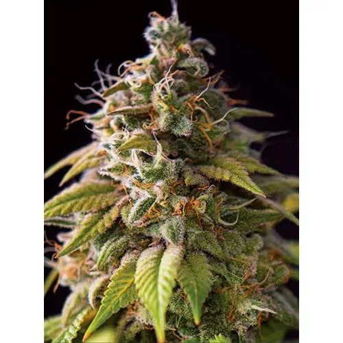 SEMI DI VISION - CARAMEL MONSTER - 5 SEMI