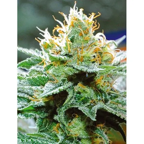 SEMI DI VISION - AMNESIA X BUDDHA KUSH - 3 SEMI
