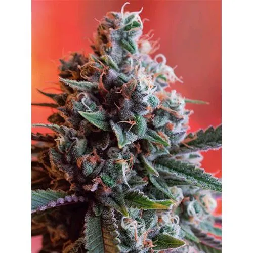 SEMI DI VISIONE - DARK STAR X AK-49 - 3 SEMI