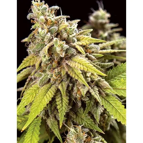 VISION SEEDS - DOCTOR JAMAICA AUTO - 3+1 SEMI