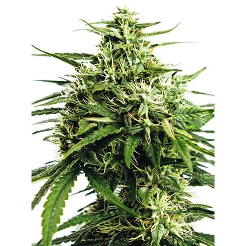 SEMI DI VISION - AMNESIA X BUDDHA KUSH - 5 SEMI