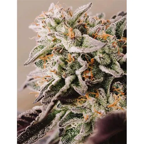 VISION SEEDS - VISION GELATO AUTO - 5 SEMI