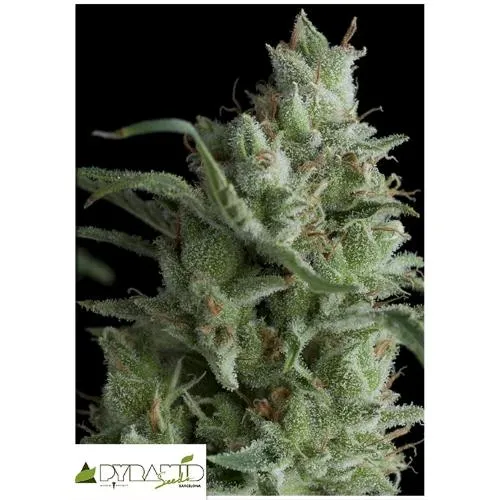 SEMI PIRAMIDALI - KRYPTONITE FEM 50 SEMI