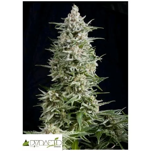 SEMI PIRAMIDALI - AMNESIA GOLD AUTO 100 SEMI