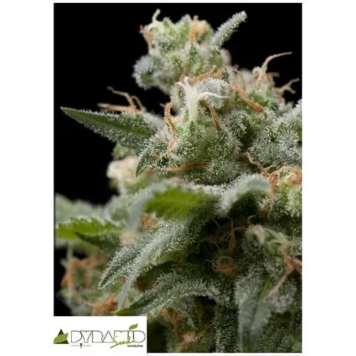 SEMI PIRAMIDALI - SUPER HASH AUTO 100 SEMI