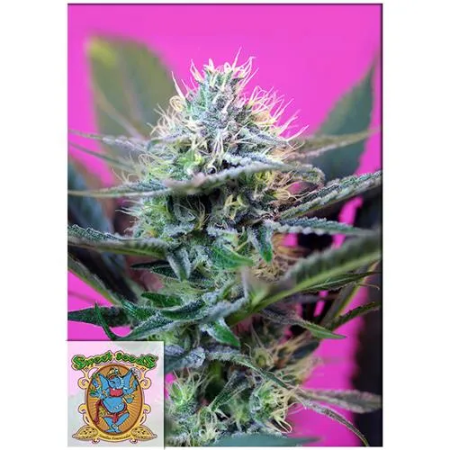 SEMI DOLCI - + SPEED AUTO - BULK 500 SEMI