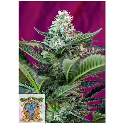 SEMI DOLCI - MOHAN RAM AUTO - BULK 100 SEMI