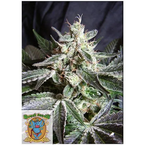 SEMI DOLCI - BLACK JACK FEM - BULK 500 SEMI