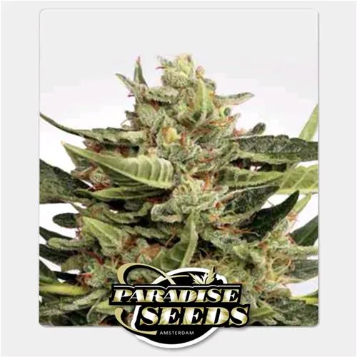 SEMI PARADISE - VERTIGO AUTO - BULK 100 SEMI