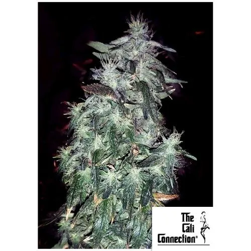 THE CALI CONNECTION - PURPLE CRACK FEM - 6 SEMI