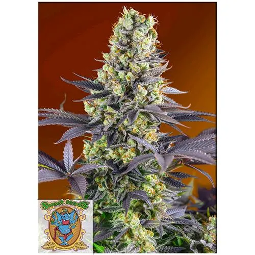 SWEET SEEDS - SWEET ZENZATION FEM - BULK 500 SEMI