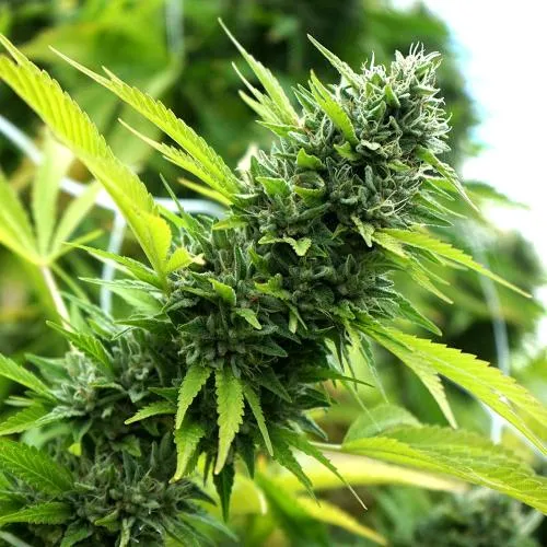 SEMI DI HUMBOLDT - BANANA SAPPHIRE FEM - 3 SEMI