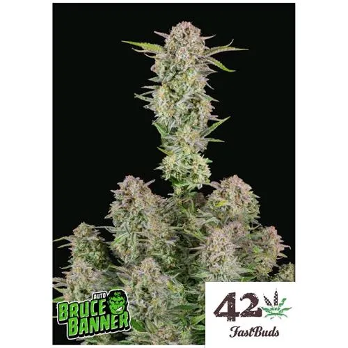 GERMOGLI VELOCI - BRUCE BANNER AUTO - 1 SEME