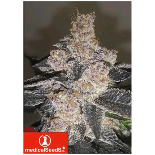 SEMI MEDICI - GELATO 242 FEM - 5 SEMI