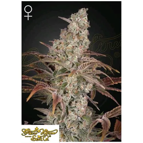 CASA VERDE - JACK'S DREAM FEM - 1 SEME
