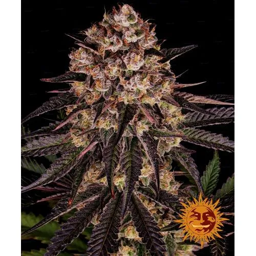 BARNEY'S FARM - BISCOTTI MENTZ - 10 SEMI