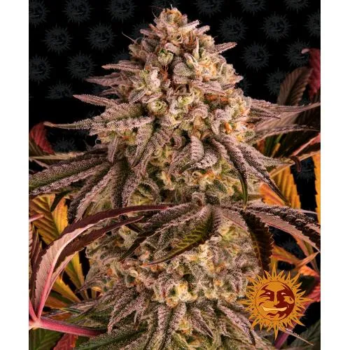 BARNEY'S FARM - BLUE SUNSET SHERBET - 5 SEMI
