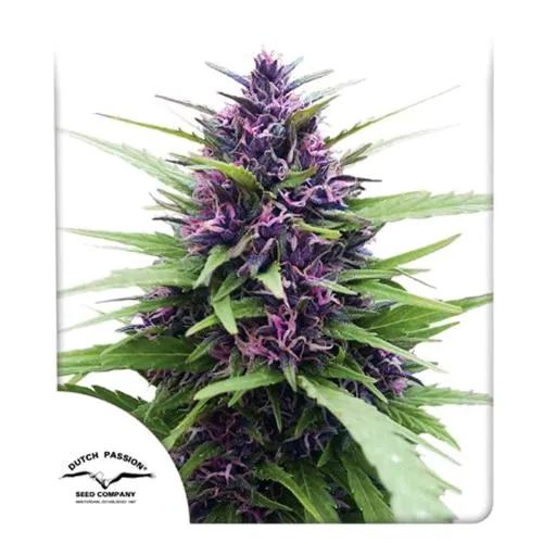 DUTCH PASSION - SHAMAN? FEM - 3 SEMI