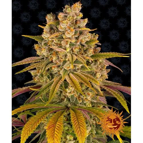 BARNEY'S FARM - ALBERO DI LIMONE FEM - 10 SEMI