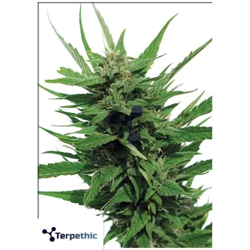 TERPETICO - PINENE C MAGGIORE FEM - 3 SEMI