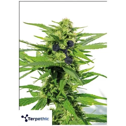TERPETHIC - FAST MYRCENE FEM - VERIONE FAST - 3 SEMI