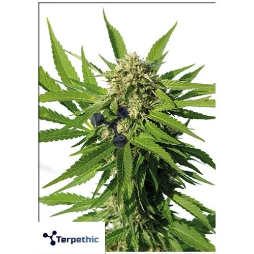 TERPETHIC - TROPIC XL AUTO - 3 SEMI
