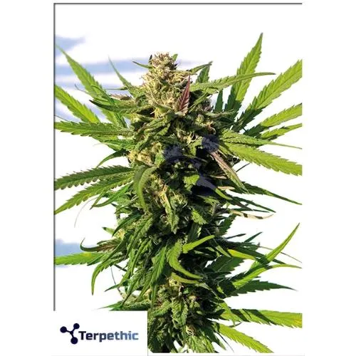 TERPETHIC - MAMA CANDY XL AUTO - 3 SEMI