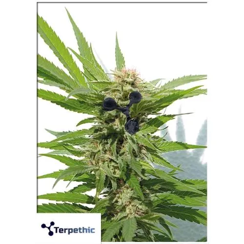 TERPETHIC - LIMONENE HAZE XL AUTO - 3 SEMI