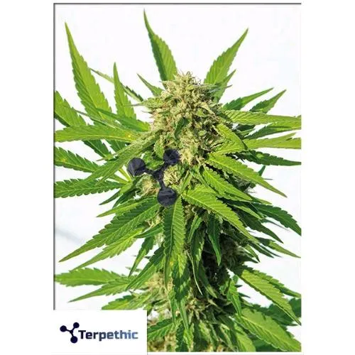 TERPETHIC - JUBILEE FRUIT XL AUTO - 3 SEMI