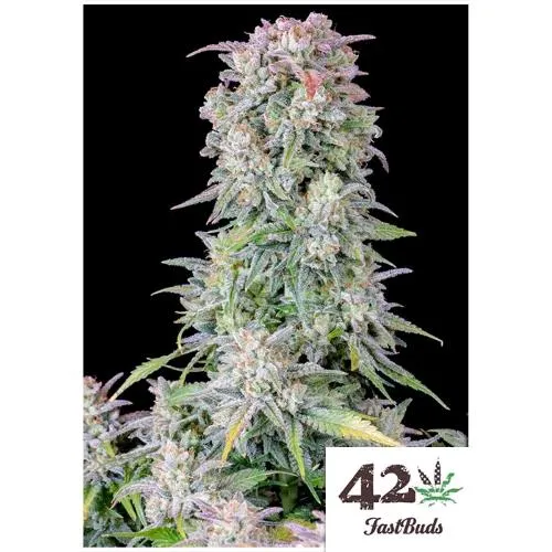 FAST BUDS ORIGINAL - AFGHAN KUSH AUTO - 5 SEMI