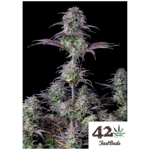 FAST BUDS ORIGINAL - BLUEBERRY AUTO - 3 SEMI